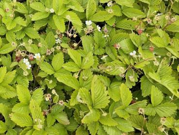 Smultron Alexandria, Fragaria vesca var. semperflorens Alexandria