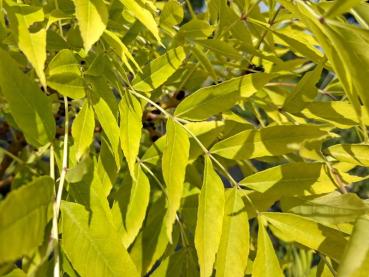 Fraxinus excelsior Allgold - Gemeine Esche Allgold