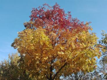 Herbstliche Krone der Blumenesche