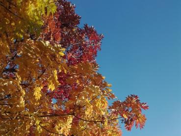 Blumenesche mit herrlichem rot-gelbem Herbstlaub