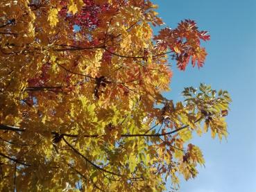 Im Herbst färbt sich die Blumenesche bunt.