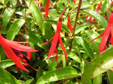 Hatschbach-Fuchsie - Fuchsia hatschbachii
