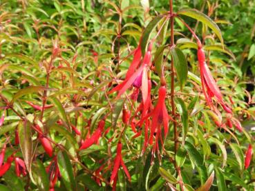 Fuchsia hatschbachii