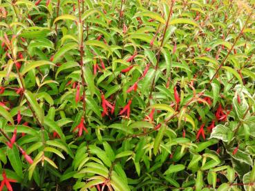 Fuchsia hatschbachii