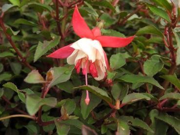 Fuchsia magellanica Frau Alice Hoffmann - Strauchfuchsie Frau Alice Hoffmann