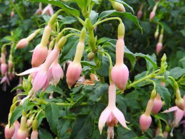 Fuchsia magellanica White Knights Pearl