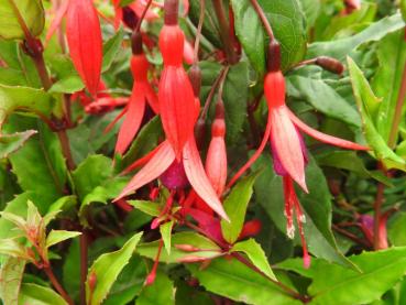 Strauchfuchsie Riccartonii - Fuchsia magellanica Riccartonii