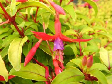 Strauchfuchsie Genii - Fuchsia magellanica Genii