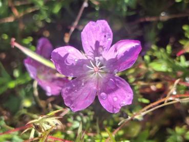 Magentafarbene Blüten des Blut-Storchschnabels Elsbeth
