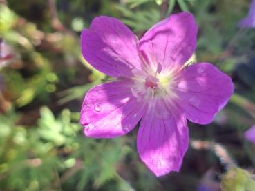 Blut-Storchschnabel Elsbeth - .Geranium sanguineum Elsbeth