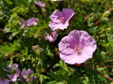 .Geranium sanguineum var. striatum - Storchschnabel, Gestreifter Blut-Storchschnabel