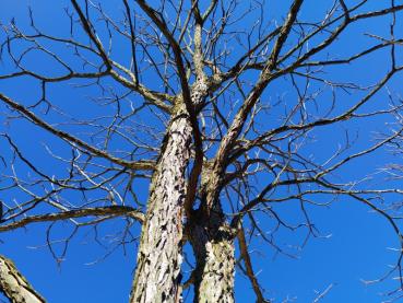 Krone des Geweihbaums im Winter