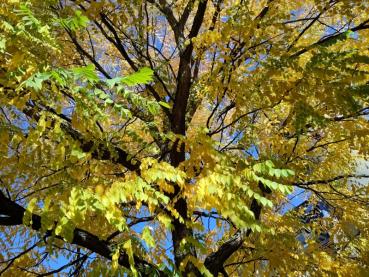 Geweihbaum im Herbst