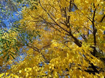 Leuchtend gelbes Herbstlaub - der Geweihbaum