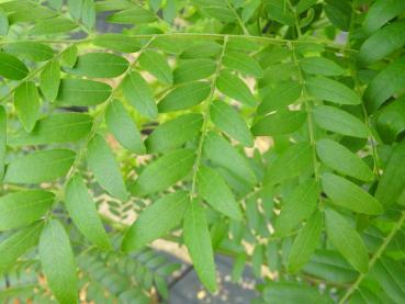 Korstörne Skyline - Gleditsia triacanthos Skyline