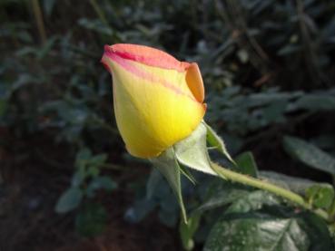 Rosa Gloria Dei / Rosa Peace