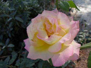 Rosa Gloria Dei / Rosa Peace