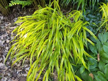 Hakonegräs Aureola, Hakonechloa macra aureola