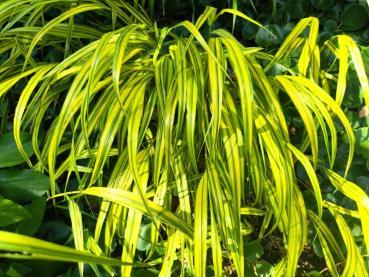 Hakonegräs Aureola, Hakonechloa macra aureola