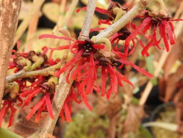 Rote Blüten der Zaubernuss Diana