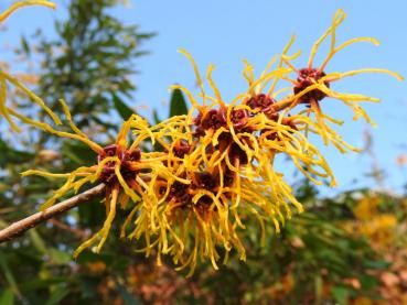 Zaubernus Westerstede in Blüte