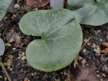 Hübsch geformtes Blatt des Haselwurz