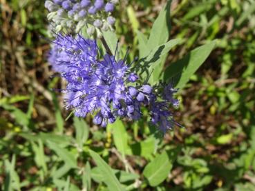 Caryopteris clandonensis Heavenly Blue