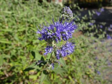 Caryopteris clandonensis Heavenly Blue