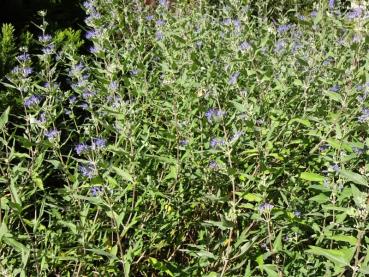 Caryopteris clandonensis Heavenly Blue