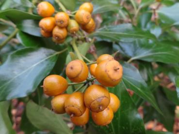 Hedera helix Poetica Arborea - Strauchefeu Poetica Arborea