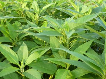 .Helianthus tuberosus Papas - Topinambur Papas