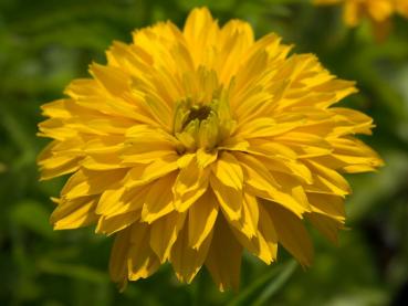 Die gefüllte, gelbe Blüte des Sonnenauges Asahi