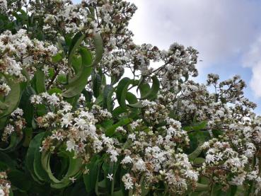 Sieben-Söhne-des-Himmels-Strauch - weiße Blüten