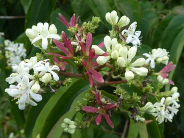Weiße Blüten und rote Früchte - Heptacodium miconioides