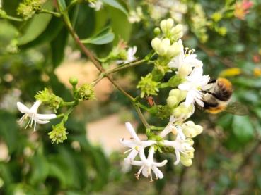 Der weißblühende Sieben-Söhne-des Himmels-Strauch erfreut Bienen und Hummeln im Herbst