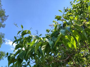 Sieben-Söhne-des-Himmels-Strauch mit Knospen im Juli