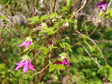 Rubus spectabilis - Lachsbeere