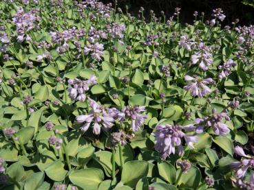 .Hosta tokudama Blue Mouse Ears - Funkie Blue Mouse Ears