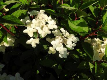 zauberhafter Blütenflor bei Hydrangea paniculata Wim's Red®