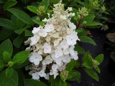 Rispenhortensie Baby Lace - Hydrangea paniculata Baby Lace