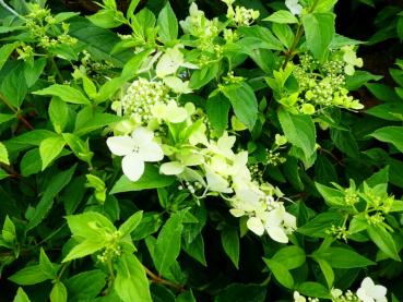 Vipphortensia Confetti® - Hydrangea paniculata Confetti®