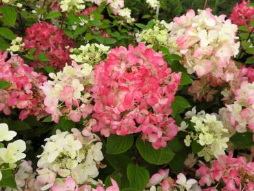 Hydrangea paniculata Diamant Rouge - Rispenhortensie Diamant Rouge