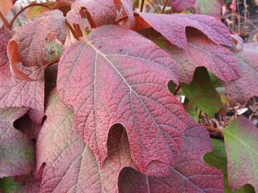 Eichenblatthortensie Snowflake - Hydrangea quercifolia Snowflake