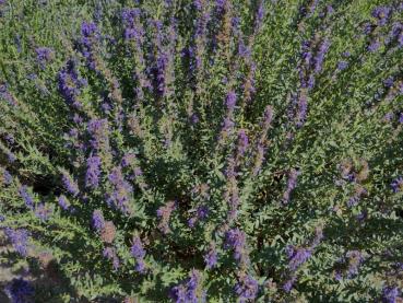 Die Blüten des Ysop riechen aromatisch.