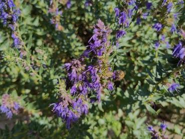 Die blauen Blüten des Ysop werden reichlich von Insekten besucht.