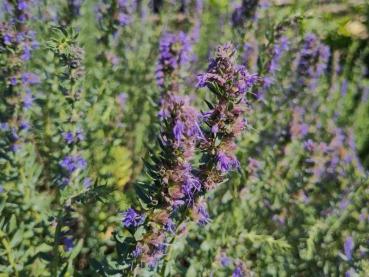 Lilablühende Blüten des Ysop