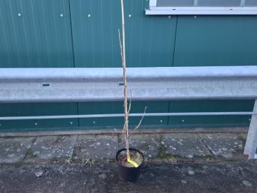 Pyrus pyrifolia Nijisseiki - Nashi-päron Nijisseiki