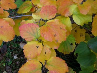 Großer Federbuschstrauch - gelbe und rote Töne im Herbst