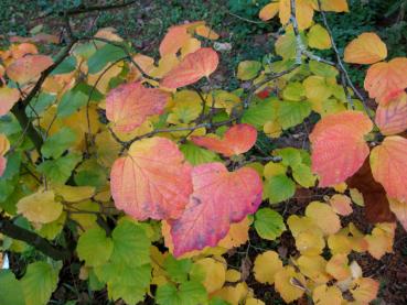 Der Große Federbuschstrauch im Herbst