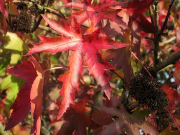 Leuchtend rotes Herbstlaub des Amberbaums Stella
